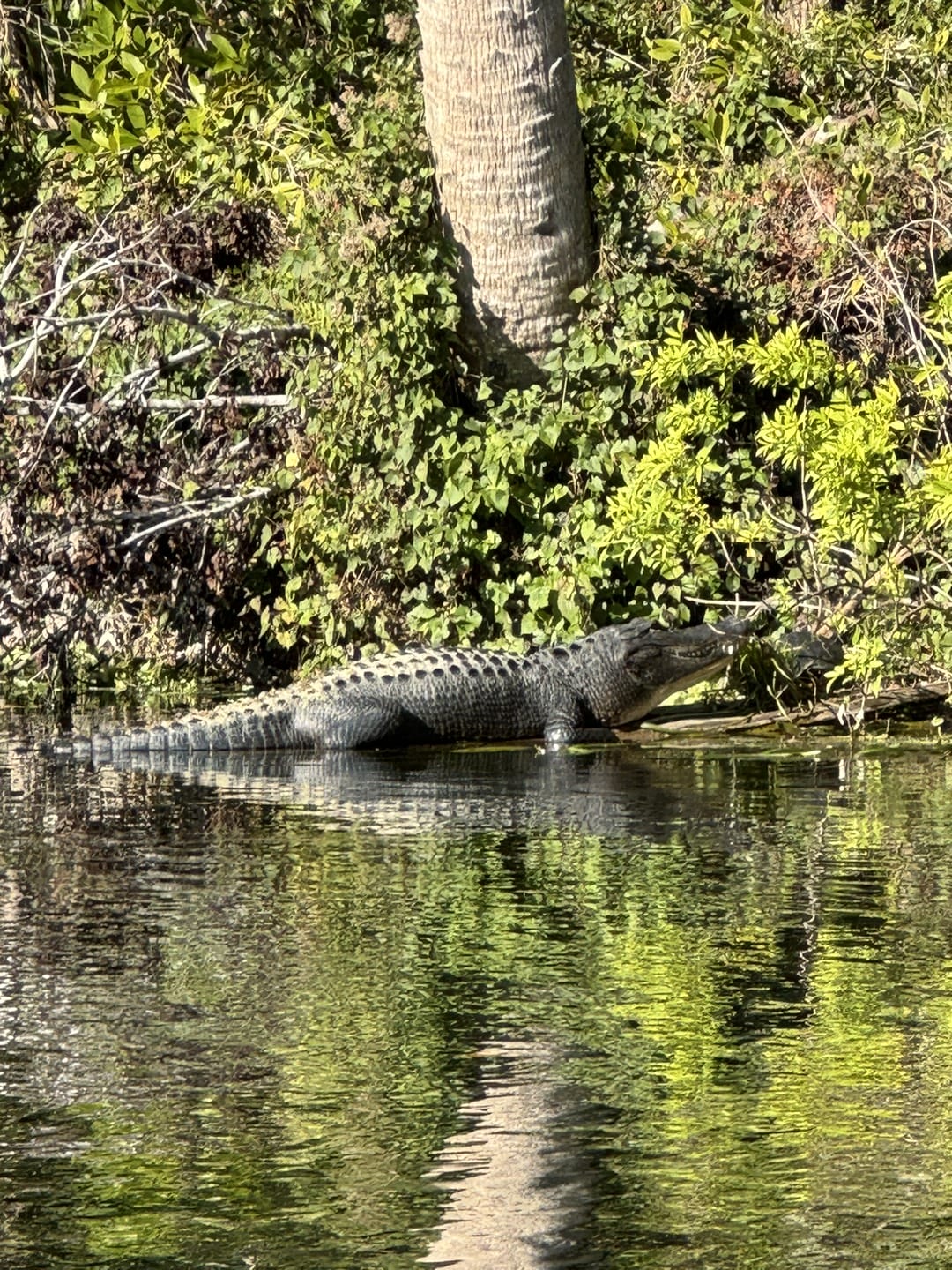 crocodile in the lake