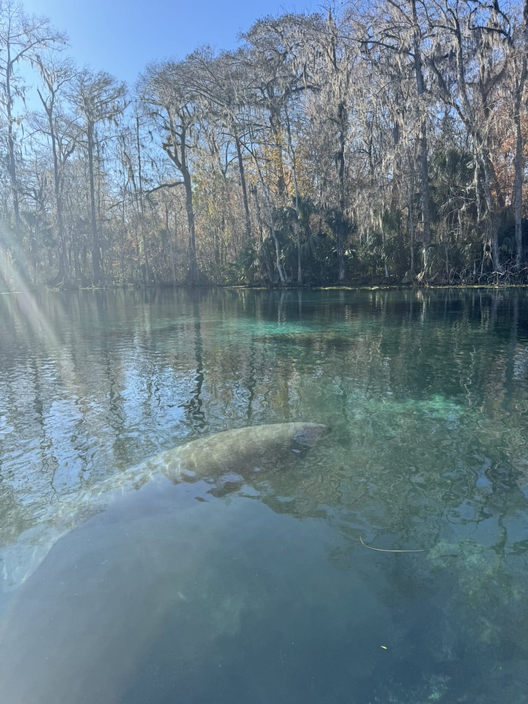 blue lake with big fish