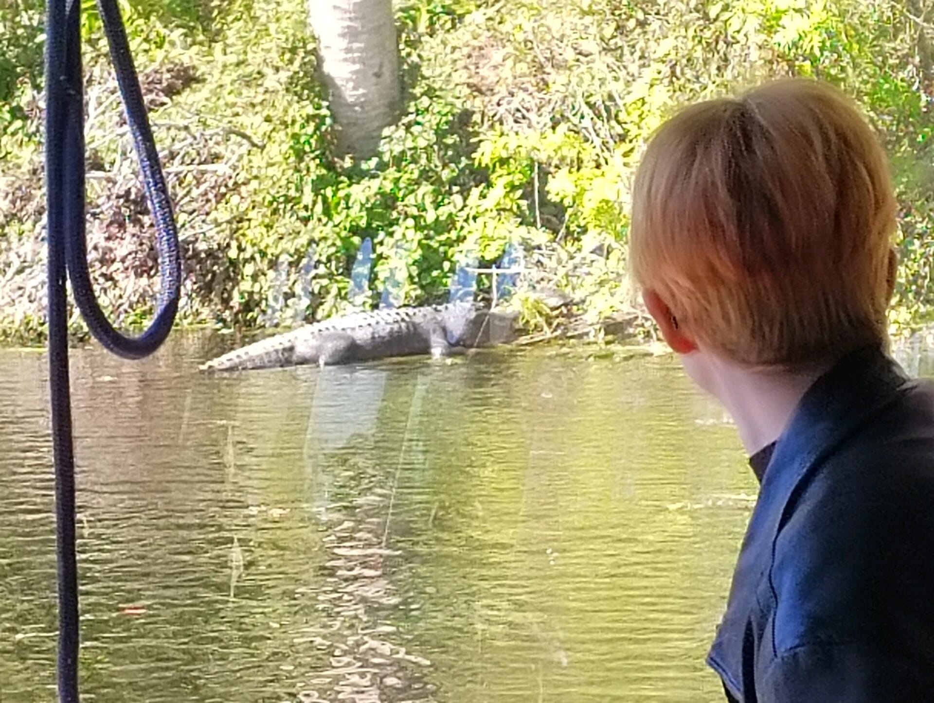 boy looking at crocodile