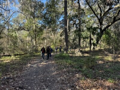 people in the forest
