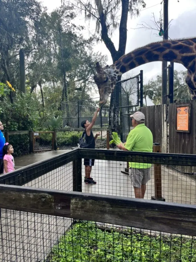 boy feeding giraffe