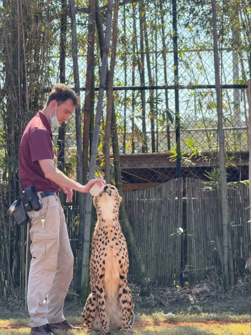 Cheetah with men in the zoo