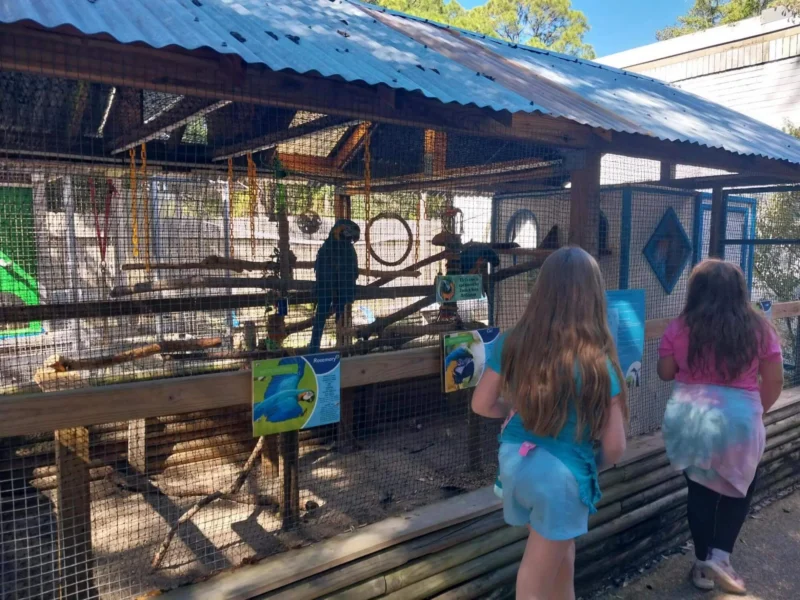 Two children stand observing colorful parrots