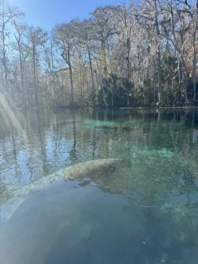 blue lake with big fish