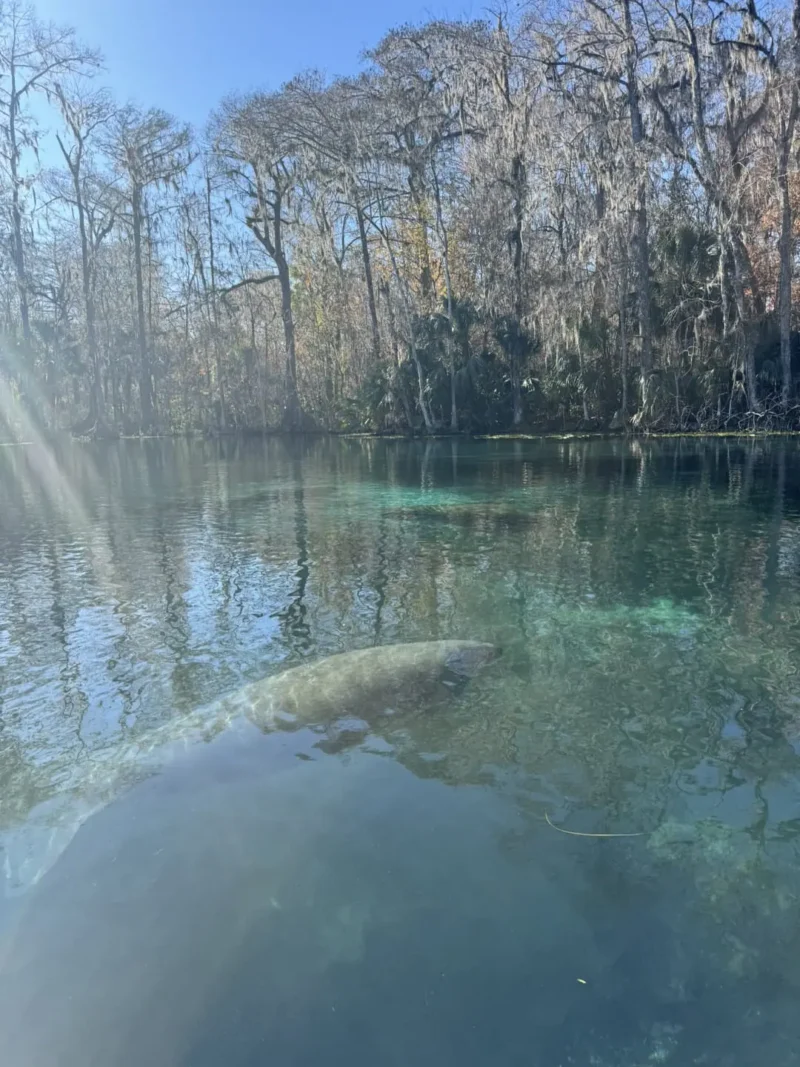 blue lake with big fish
